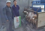 豬場(chǎng)老板說(shuō)：用黑馬料，效益就是好 