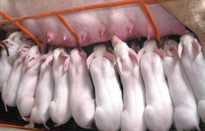 養豬圈流傳的十大錯誤認識或操作