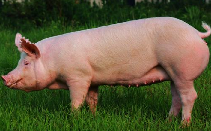 豬的15個行為訊號，你注意到了嗎